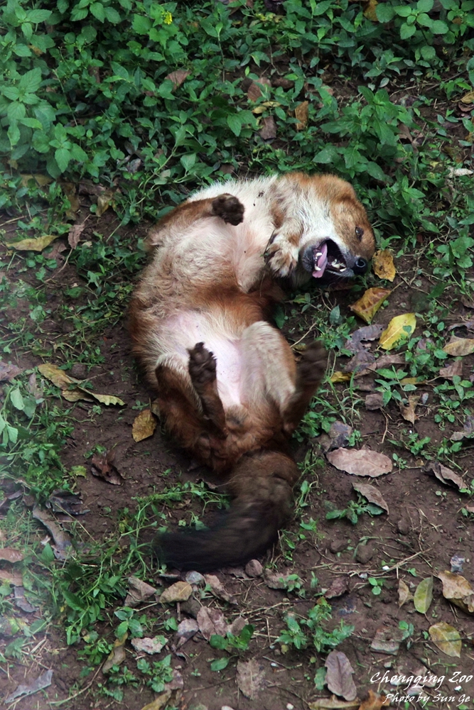 Dhole rubbing its back