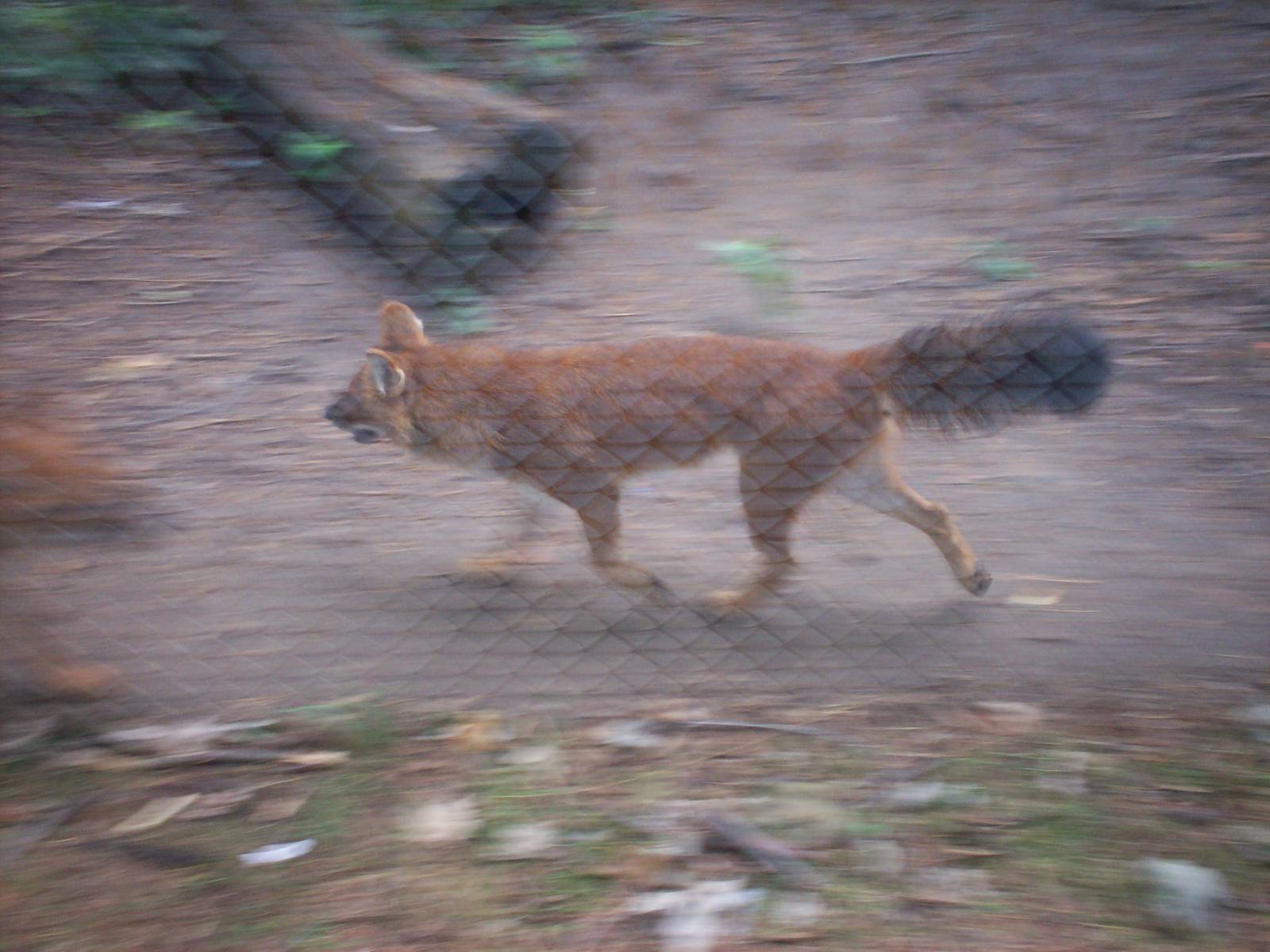 Dhole Running