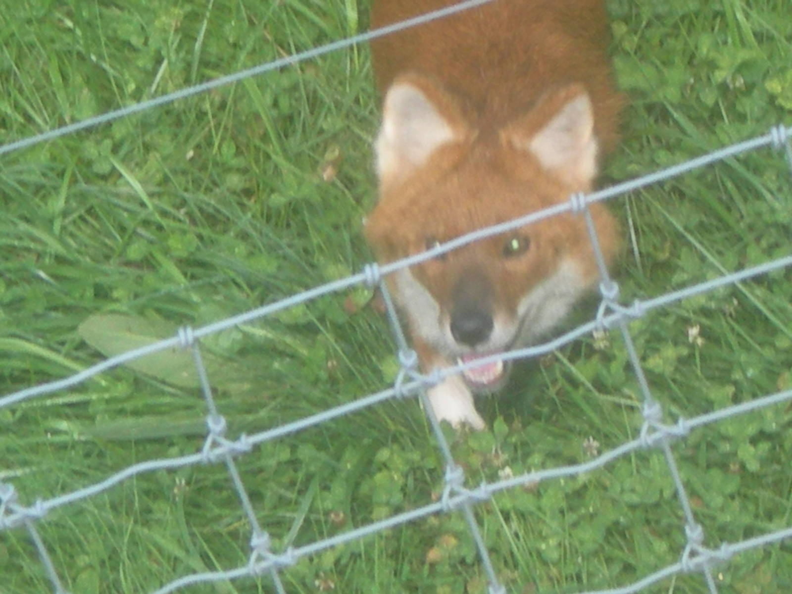 Dhole Saying Hello!!!!