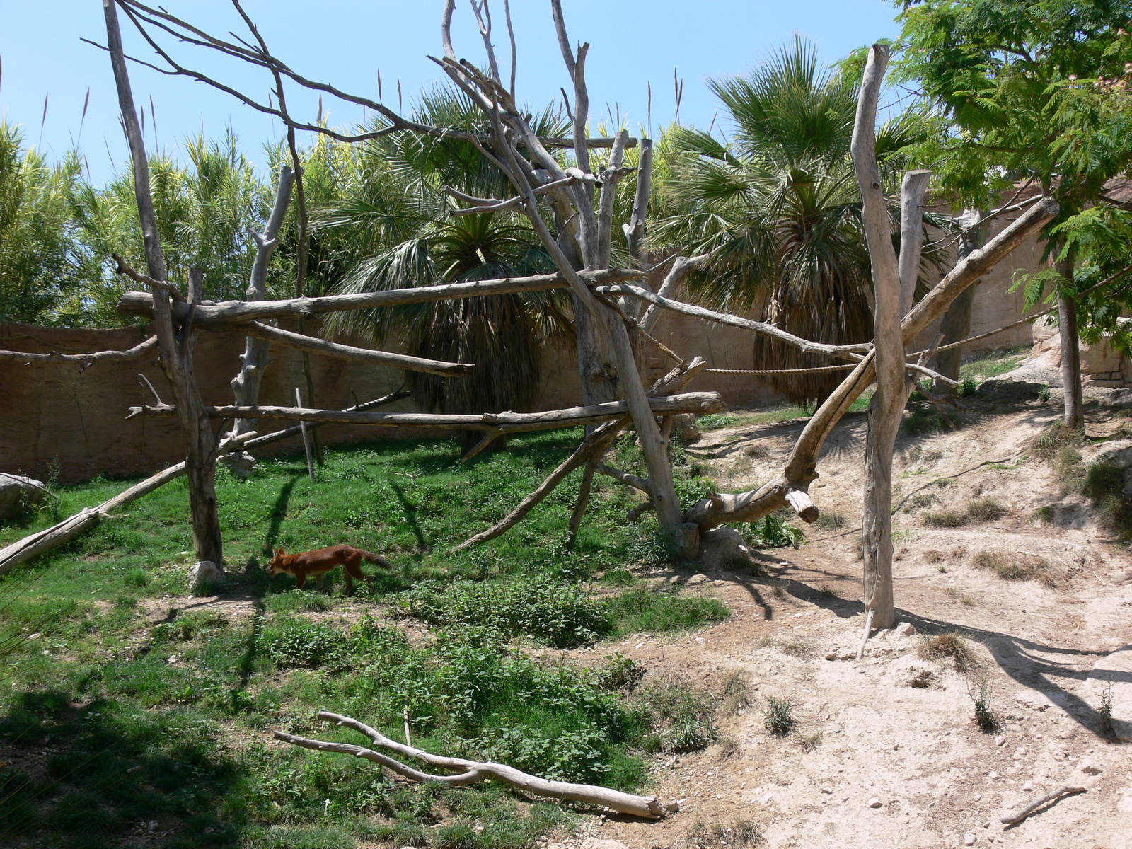 Dhole/Siamang Exhibit at Terra Natura, 03/08/14