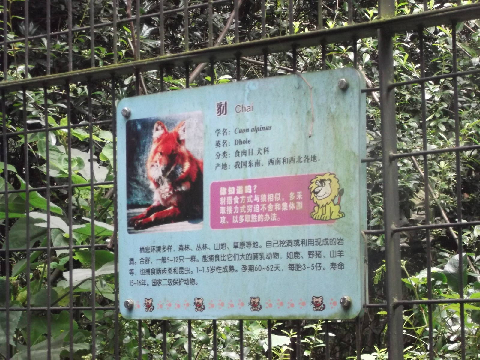 Dhole sign