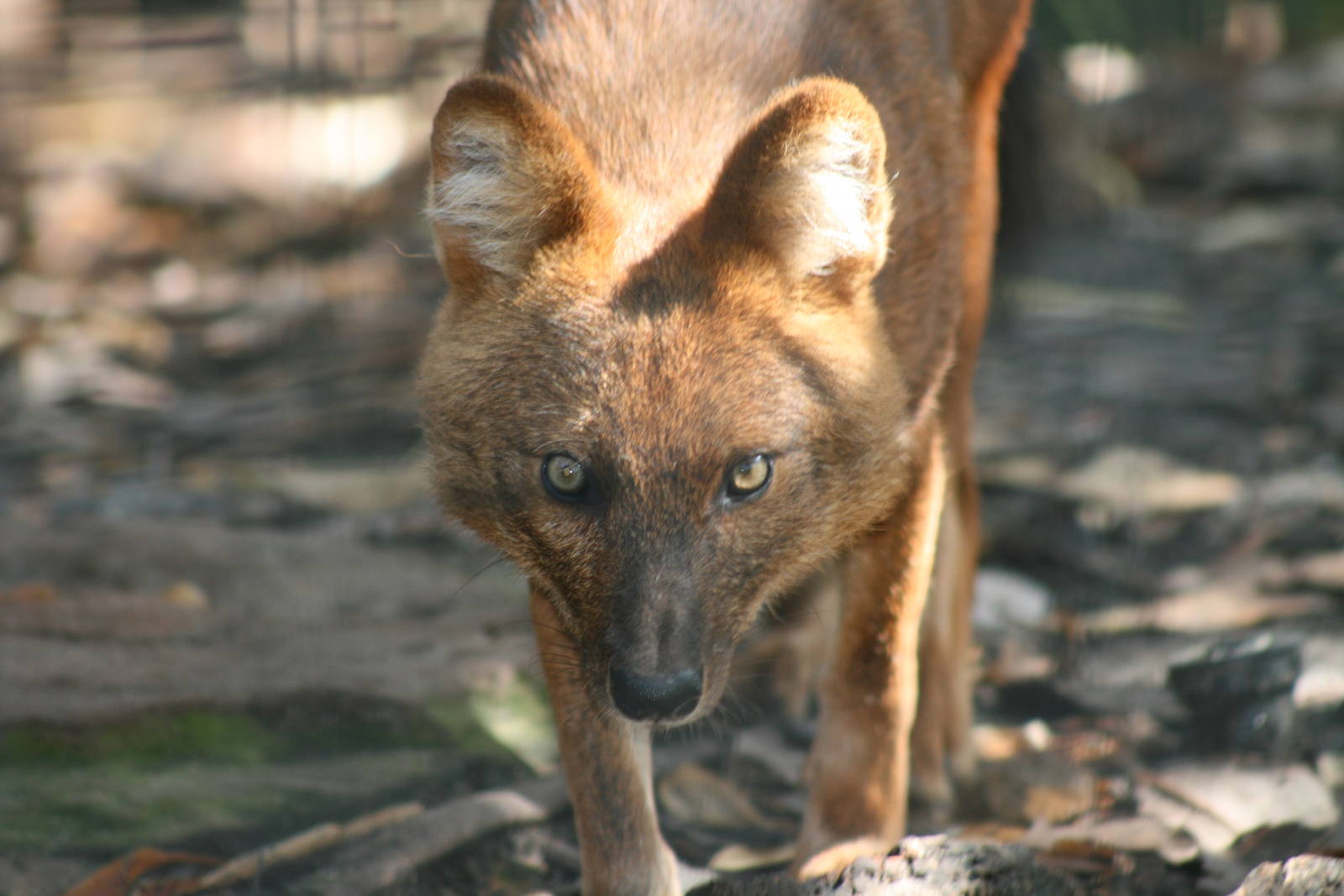 Dhole, Taronga Zoo. 8/4/2008