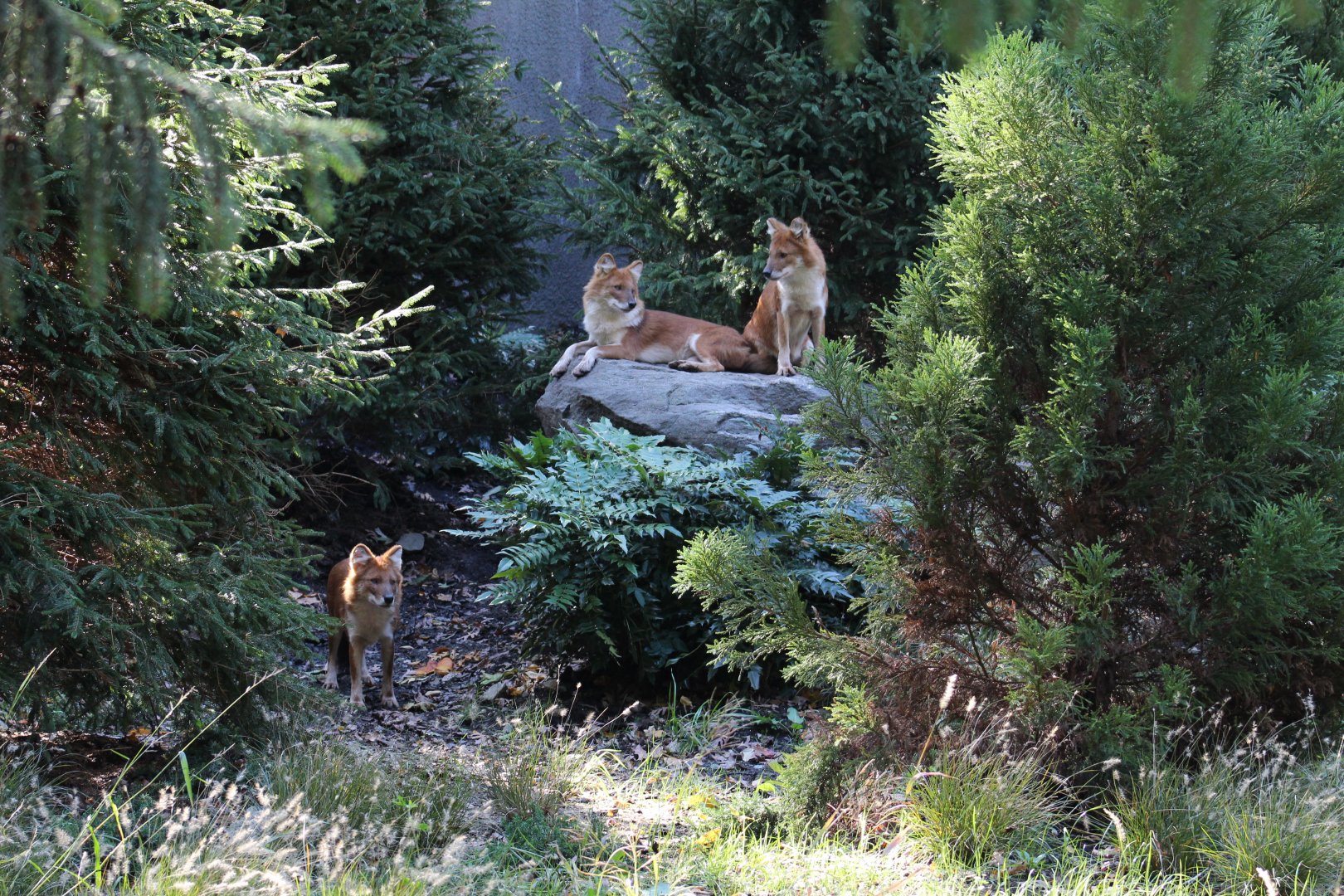 Dhole Trio