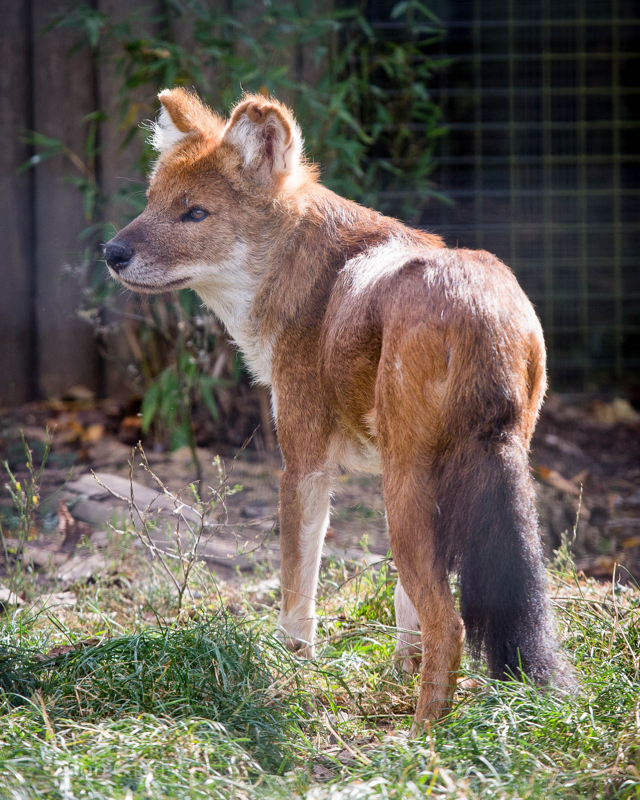 Dhole : Twycross : 03 Oct 2014