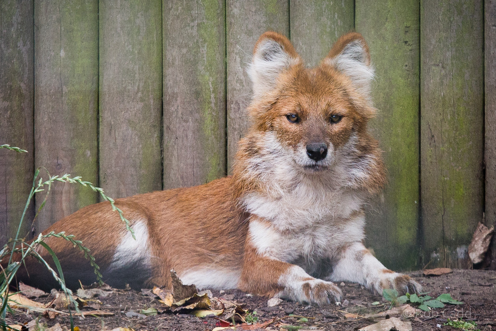 Dhole : Twycross : 03 Oct 2014
