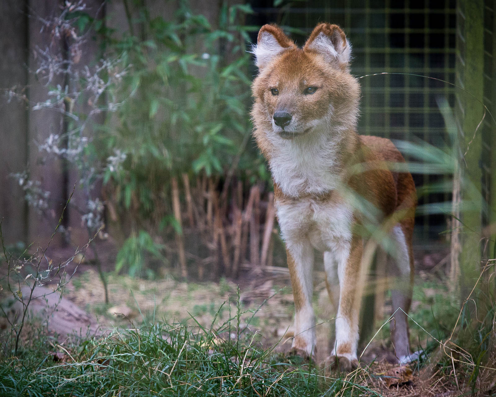 Dhole : Twycross : 19 Sep 2014