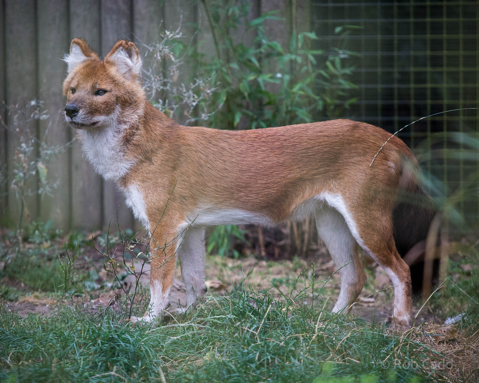 Dhole : Twycross : 19 Sep 2014