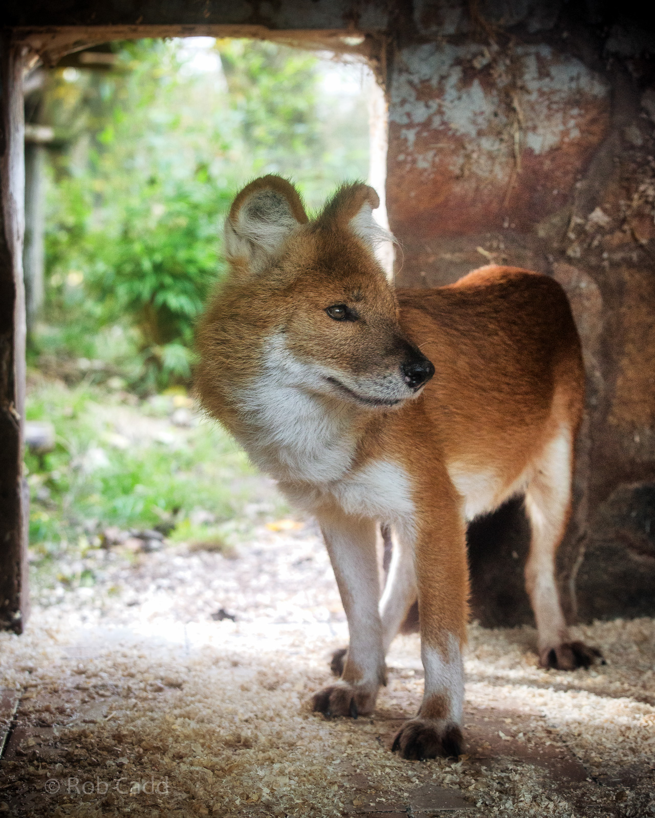 Dhole : Twycross : 31 Oct 2014