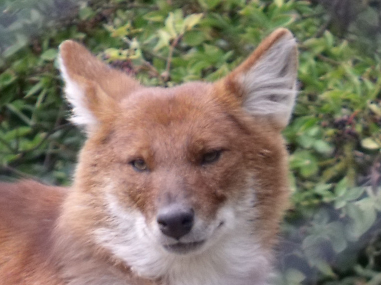 Dhole