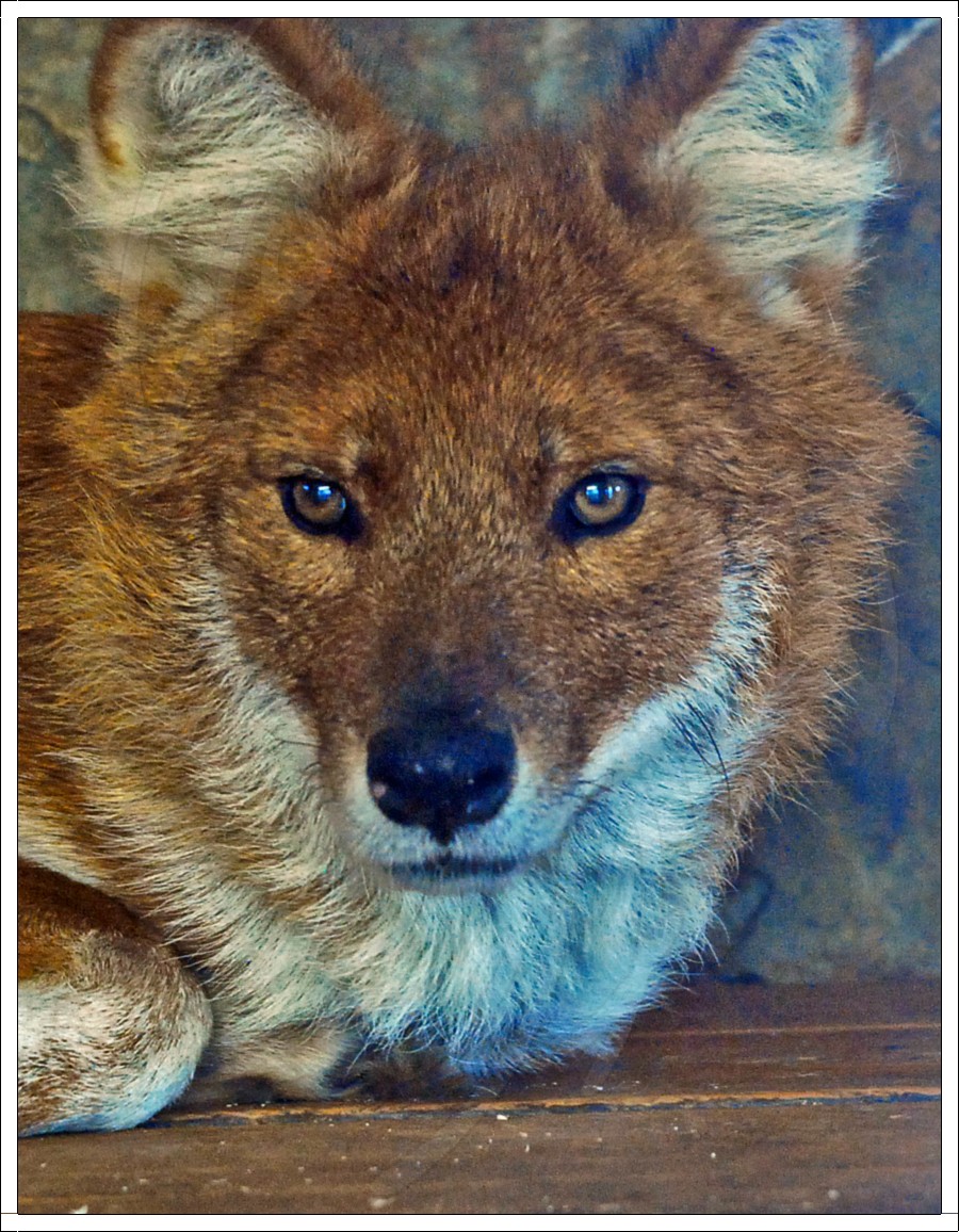 Dhole