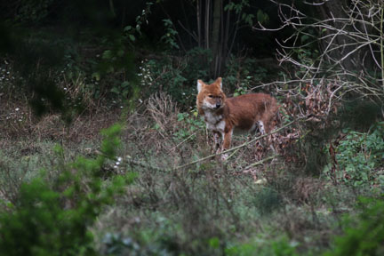dhole
