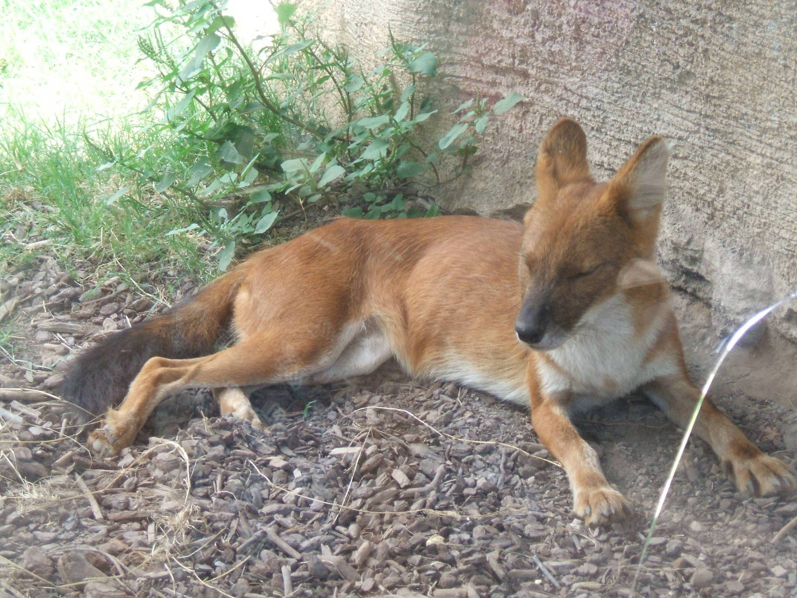 Dhole