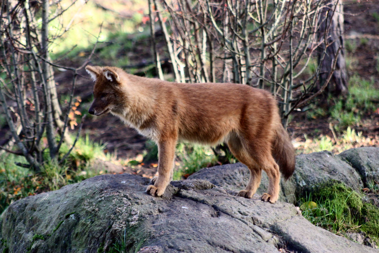 Dhole