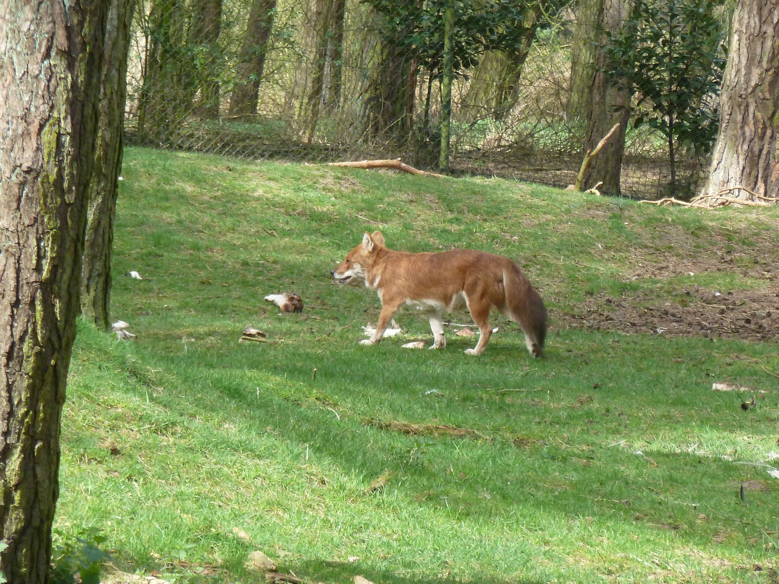 Dhole