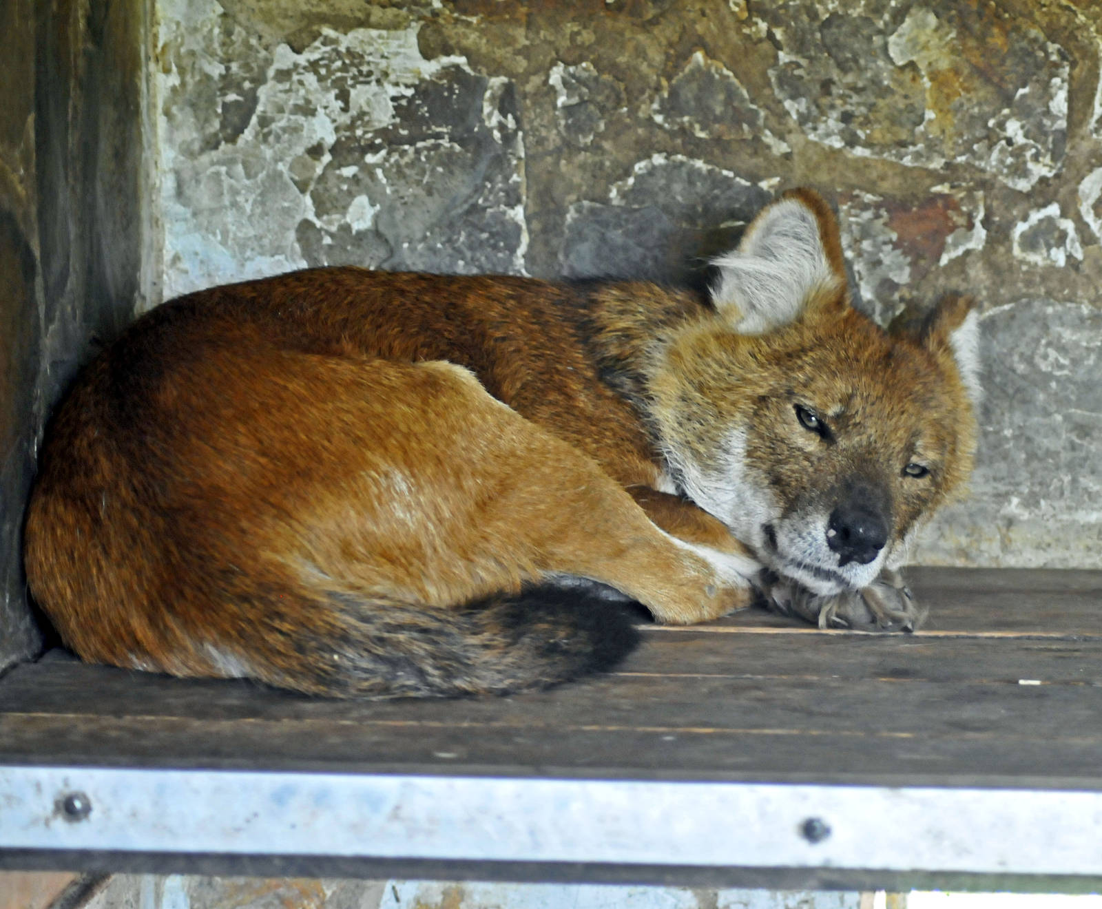 Dhole