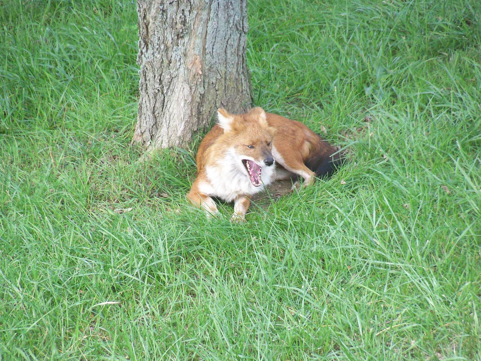 Dhole