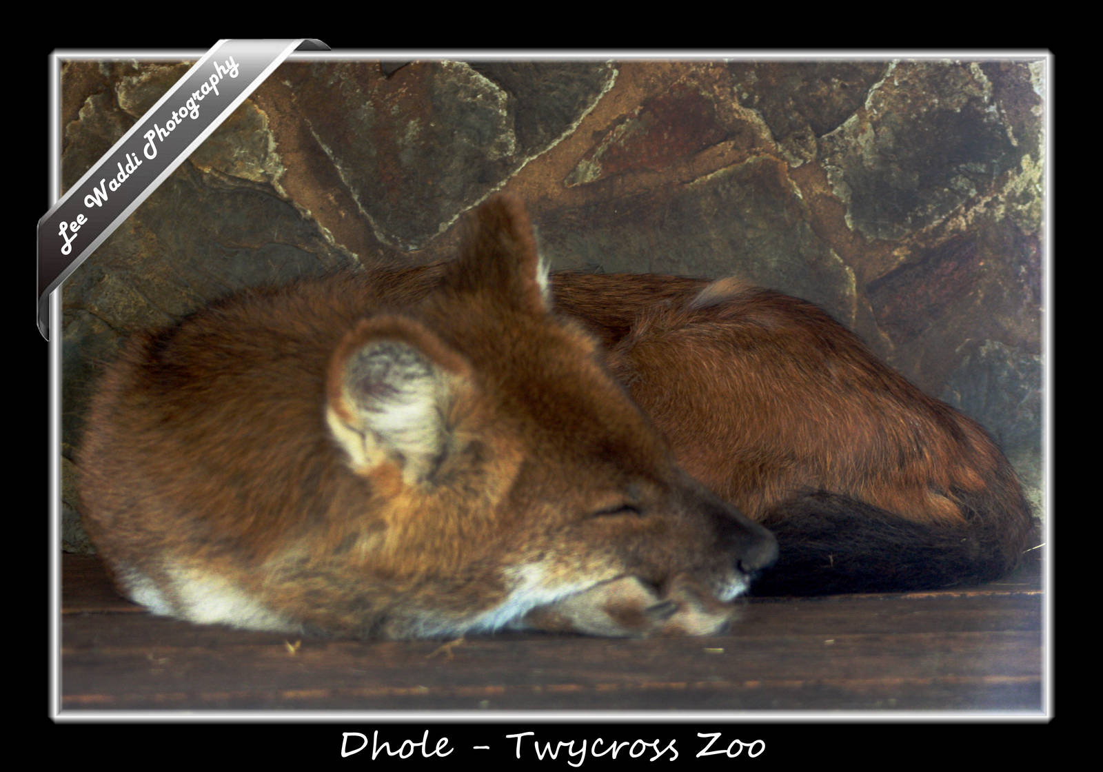 Dhole