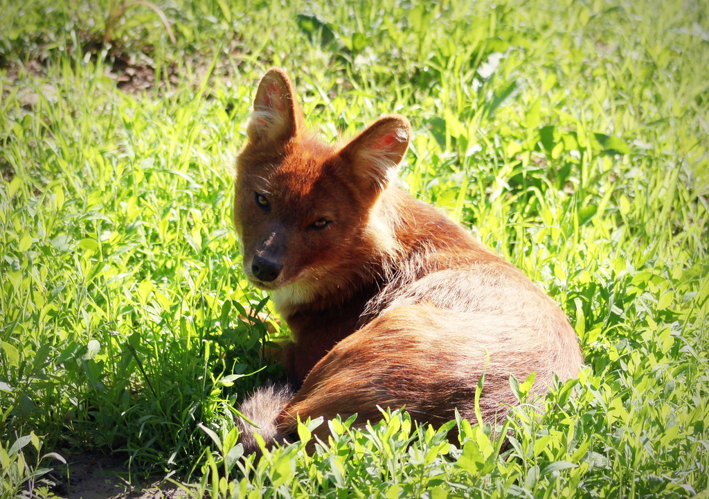 Dhole
