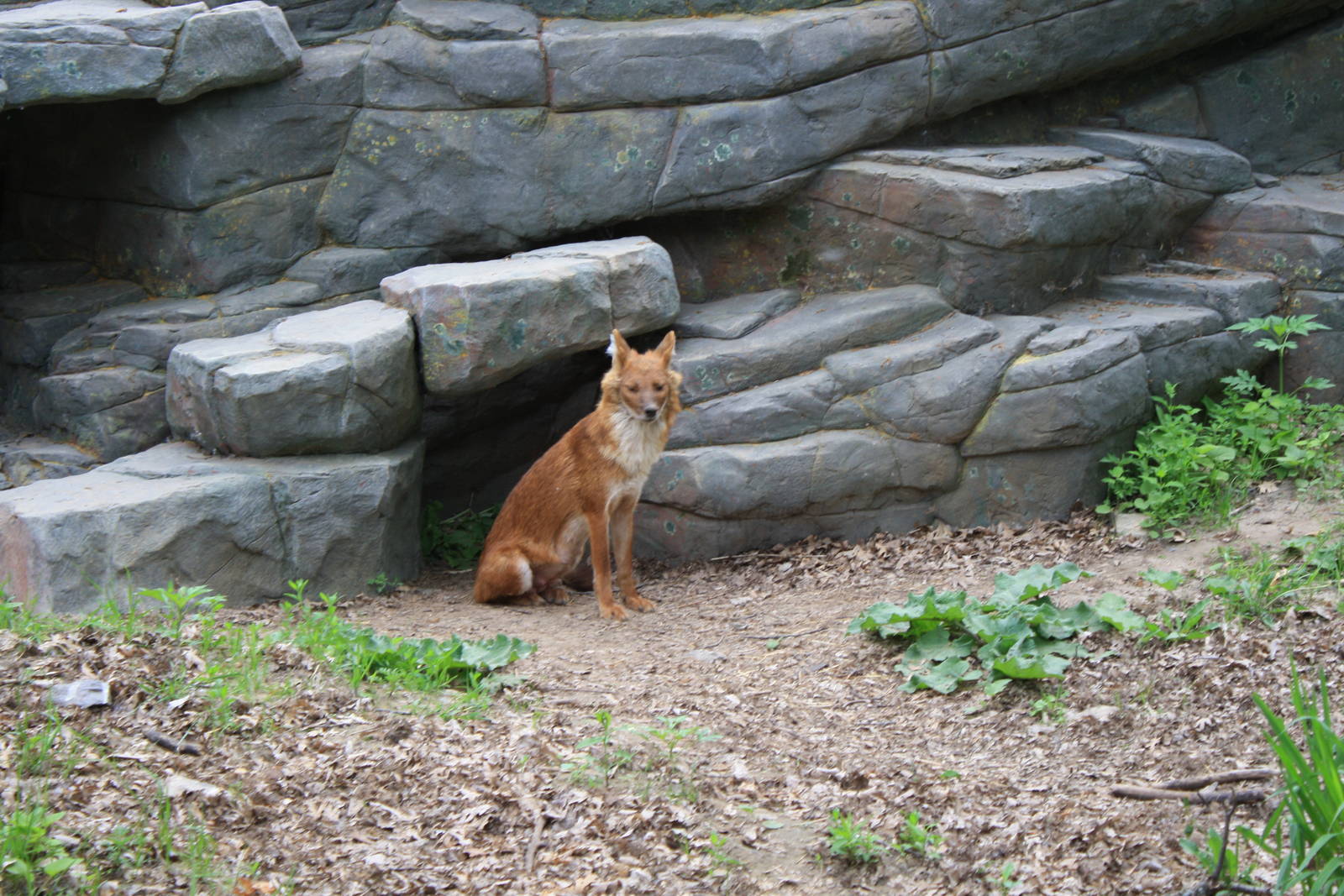 Dhole