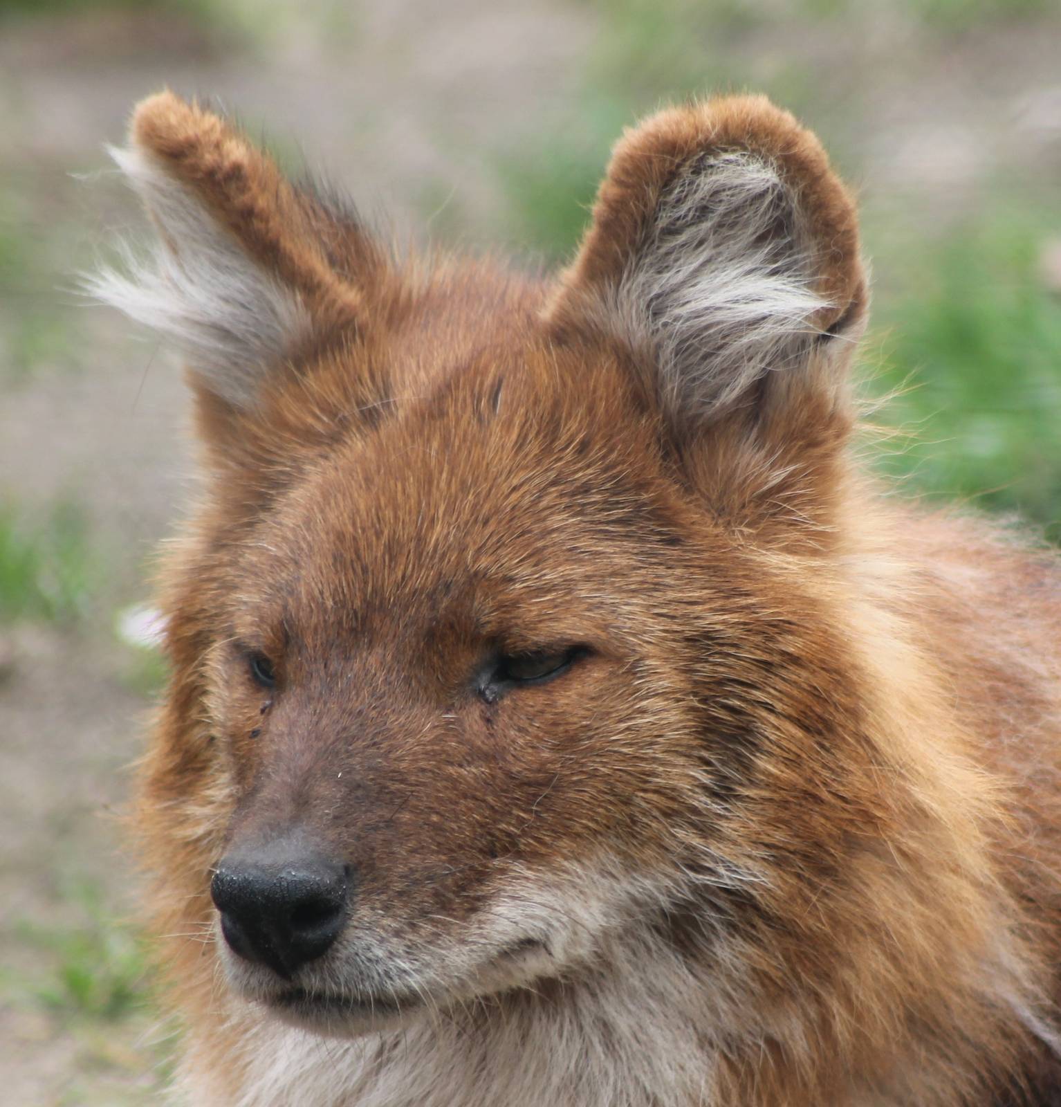 Dhole