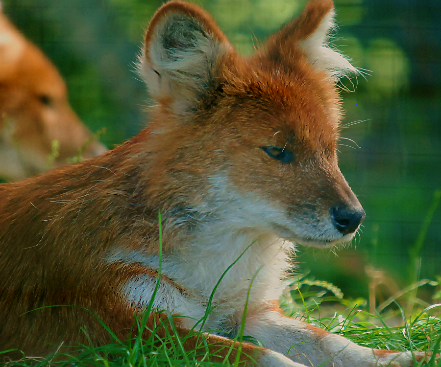 DHOLE