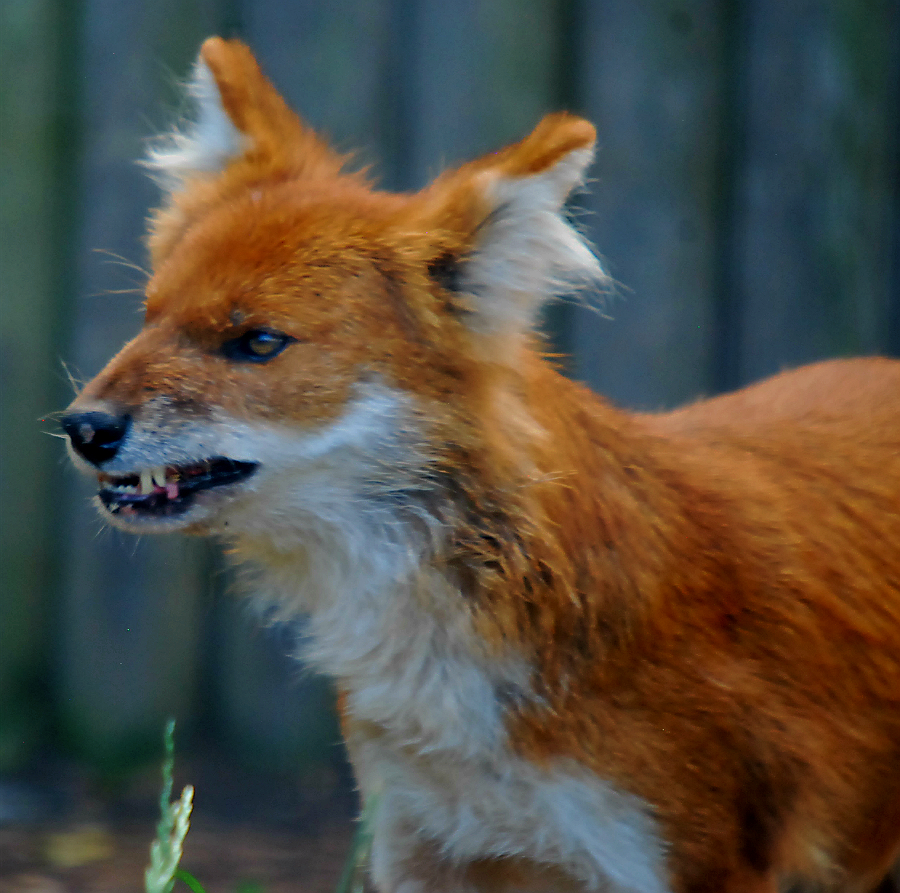 DHOLE