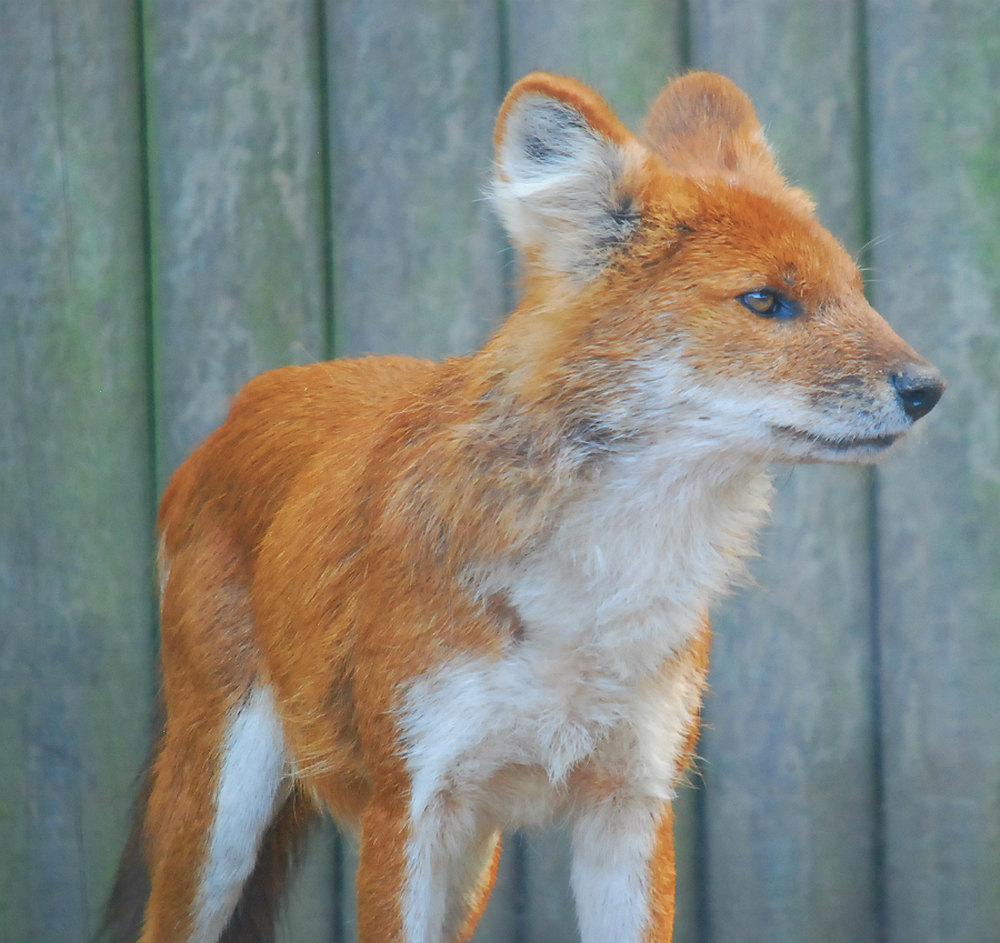 DHOLE