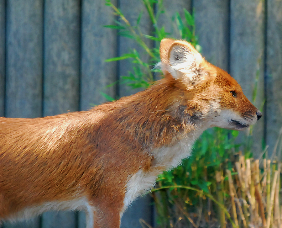 DHOLE