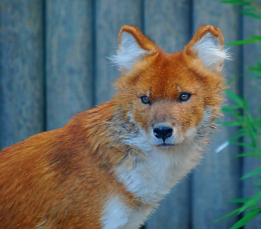 DHOLE