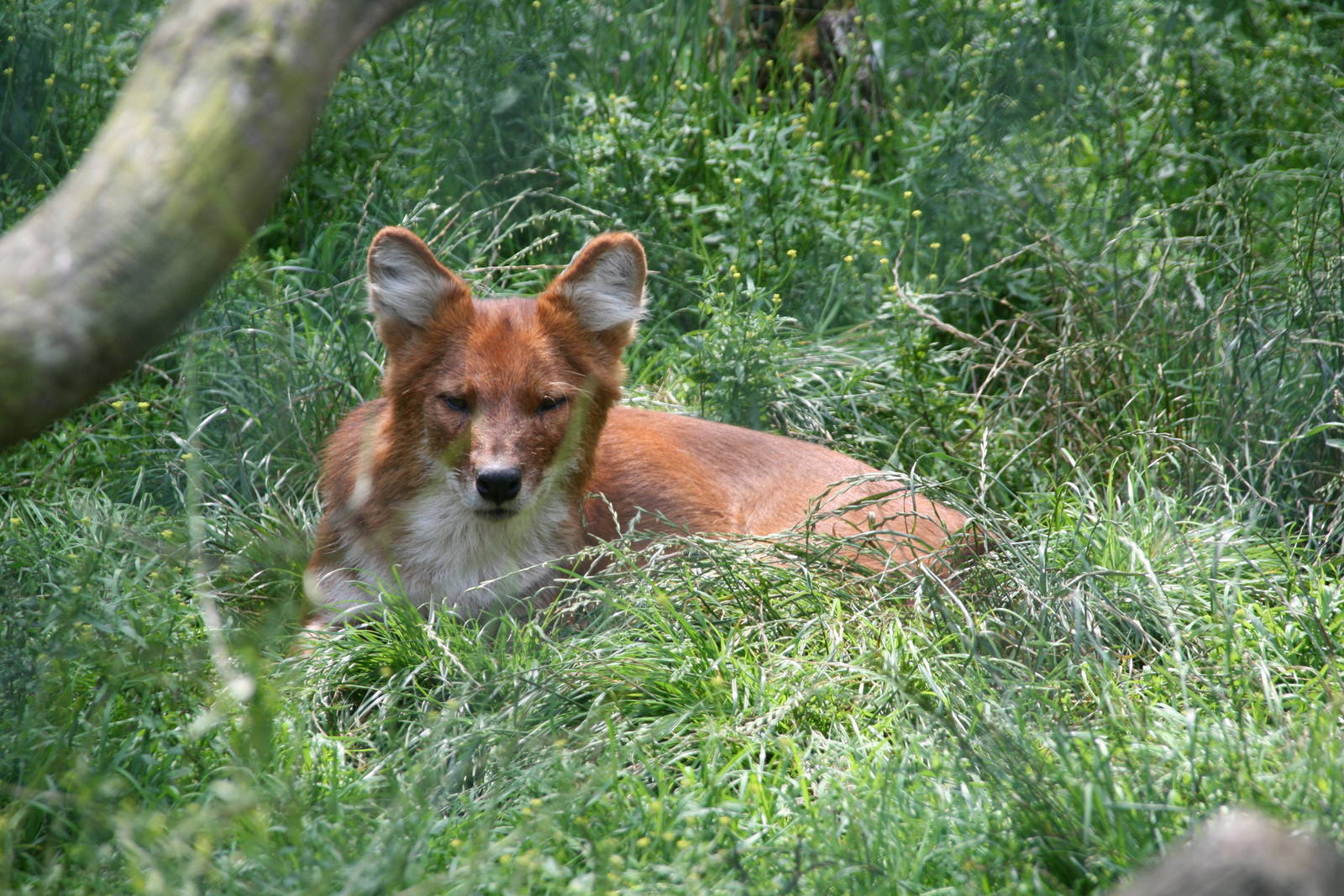 Dhole