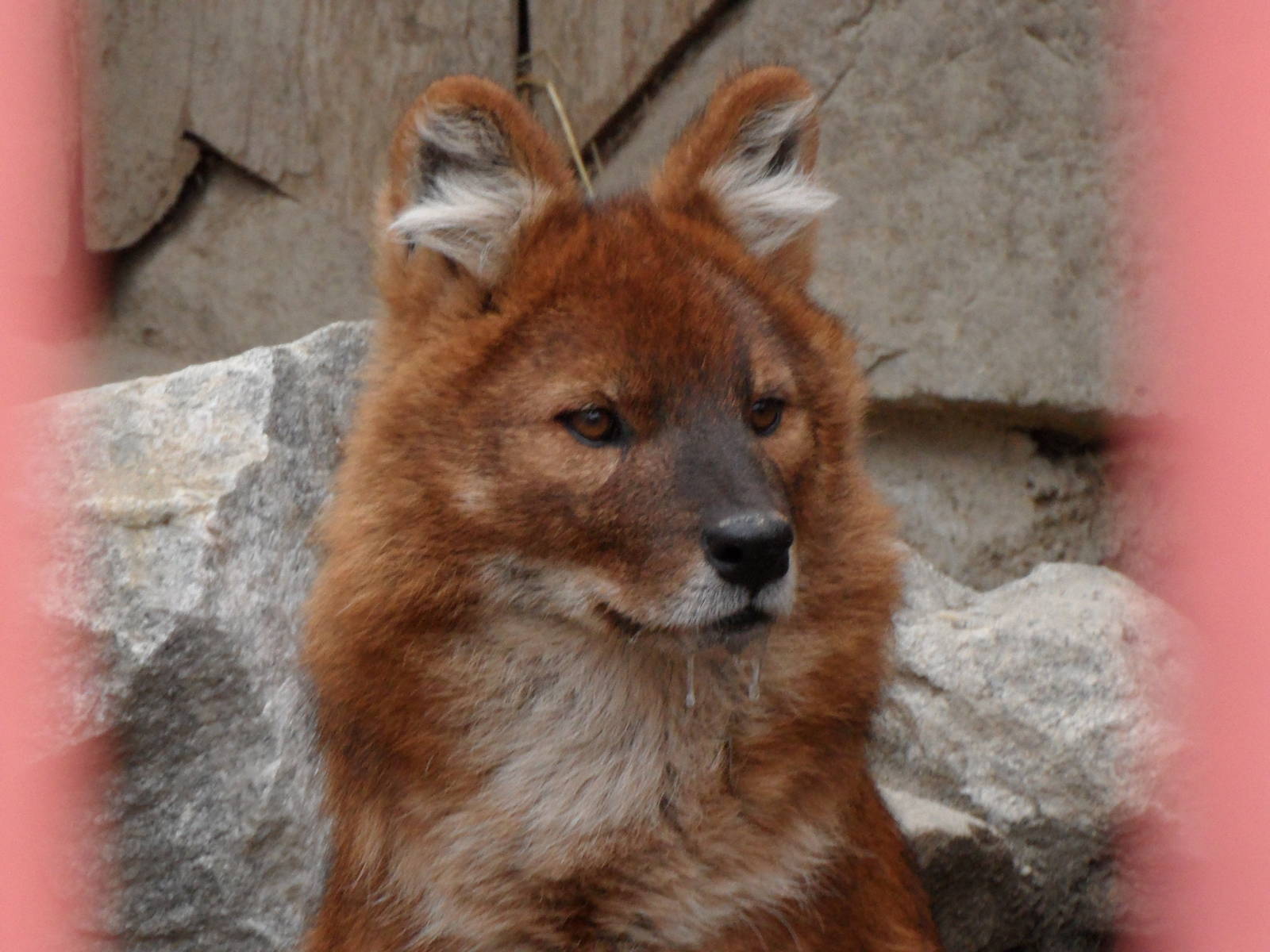 Dhole
