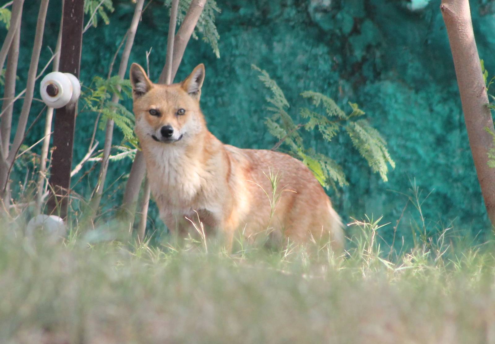 dhole?