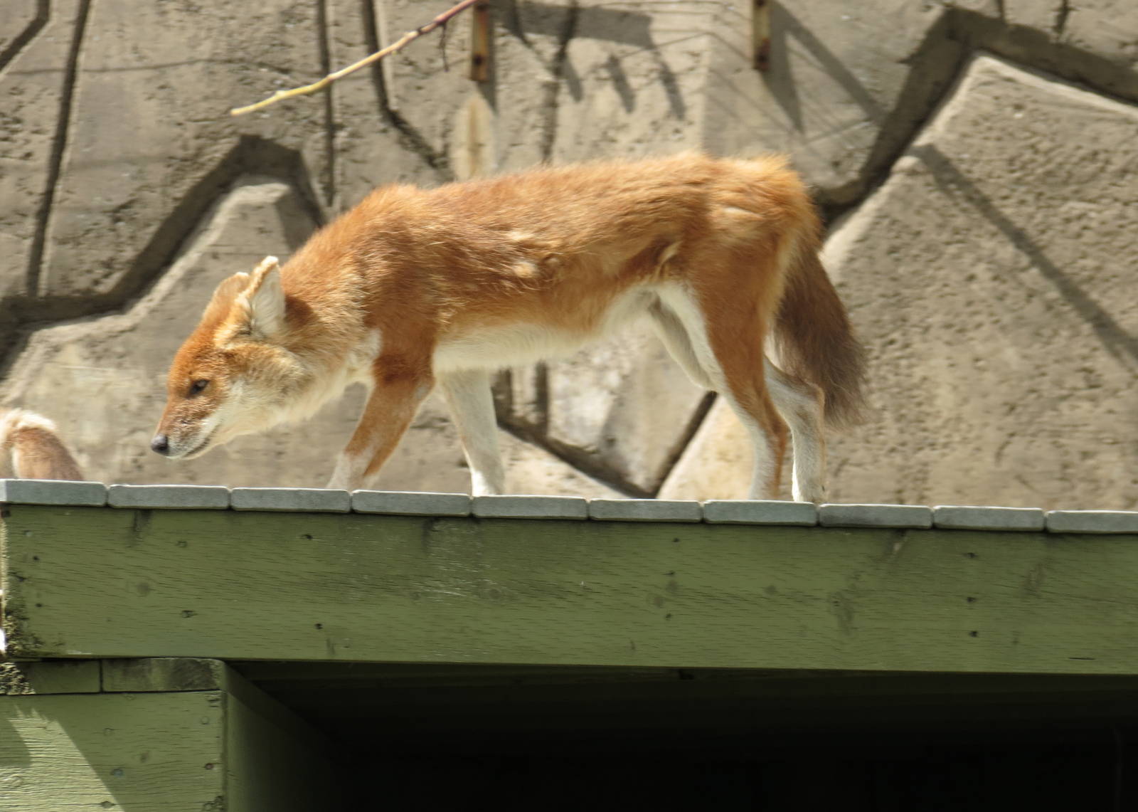 Dhole
