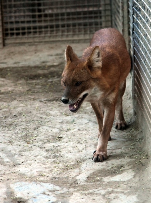 Dhole