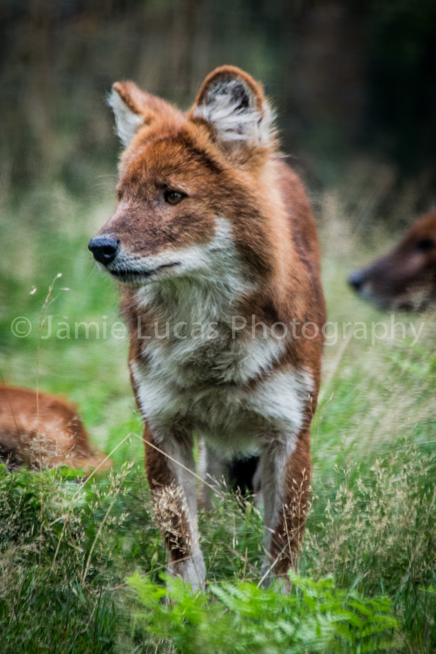 Dhole