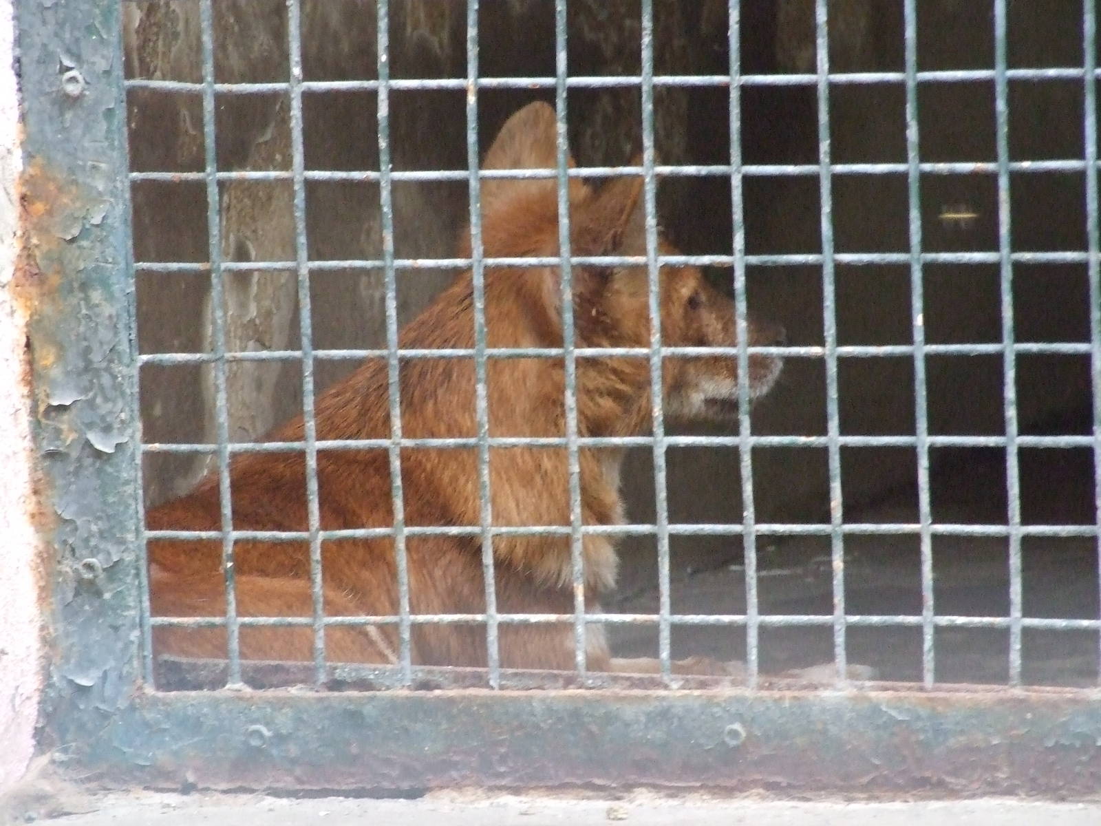 Dhole