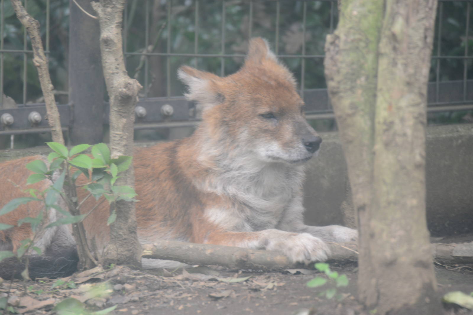 Dhole
