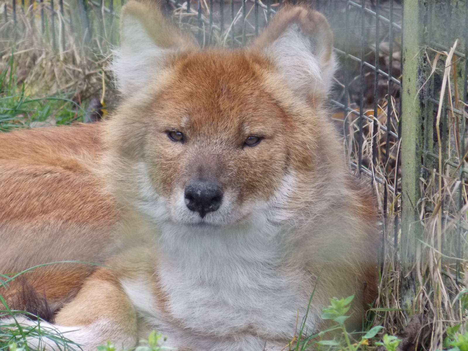 Dhole