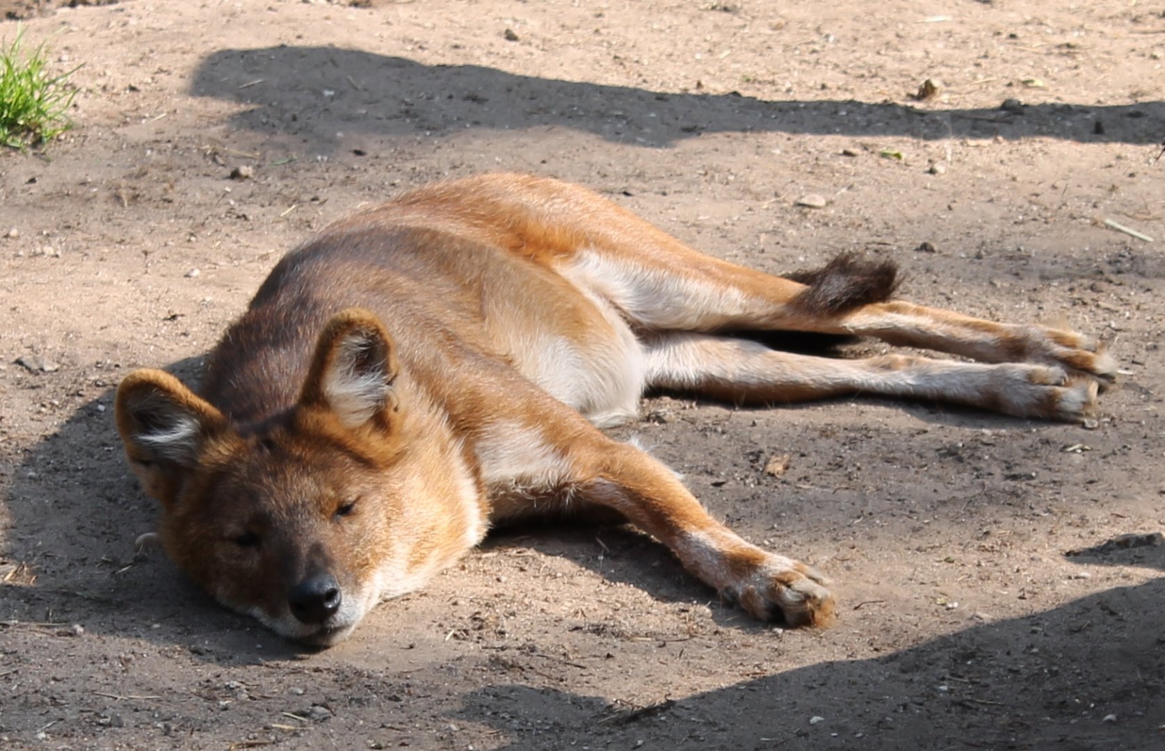 Dhole