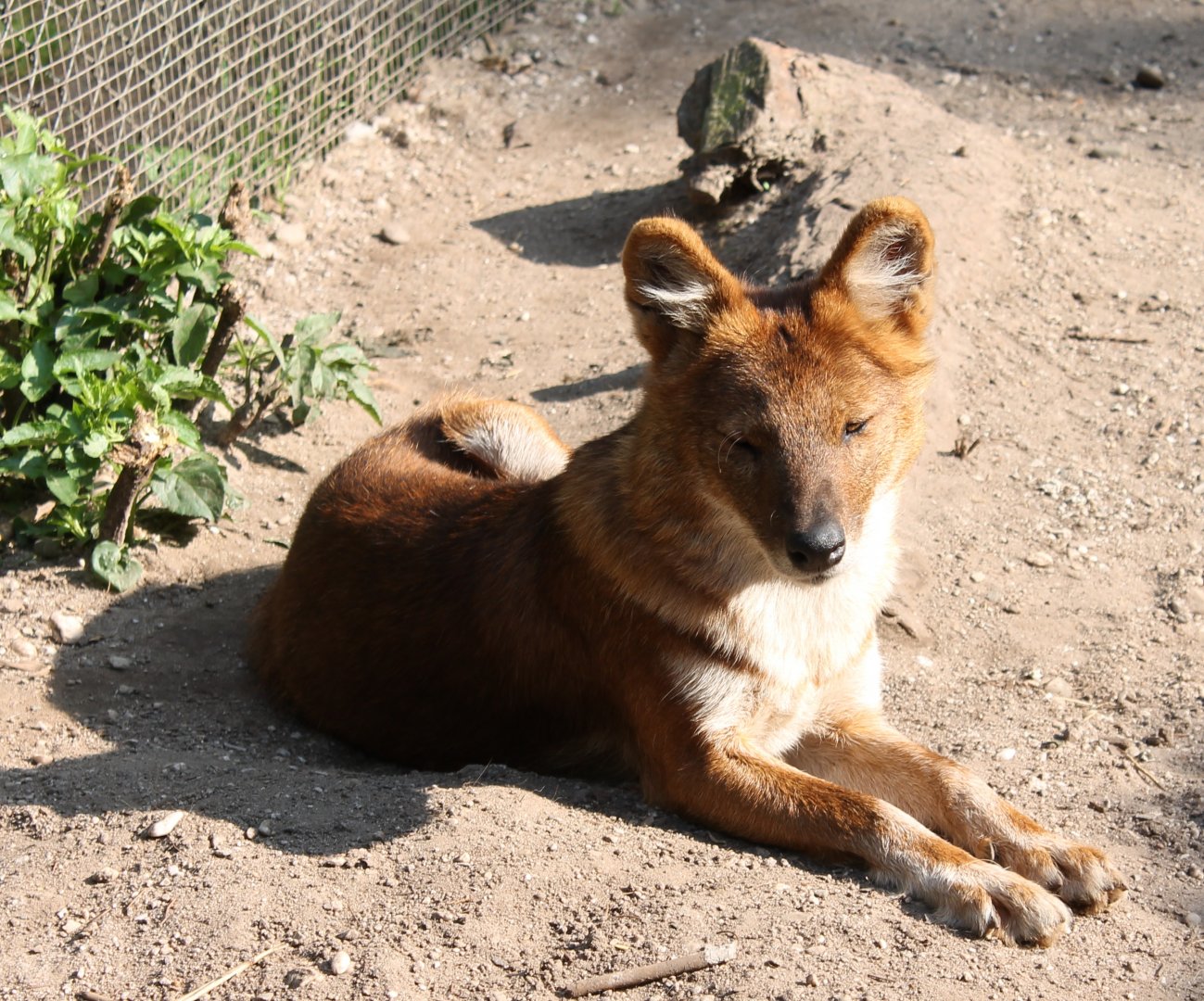 Dhole