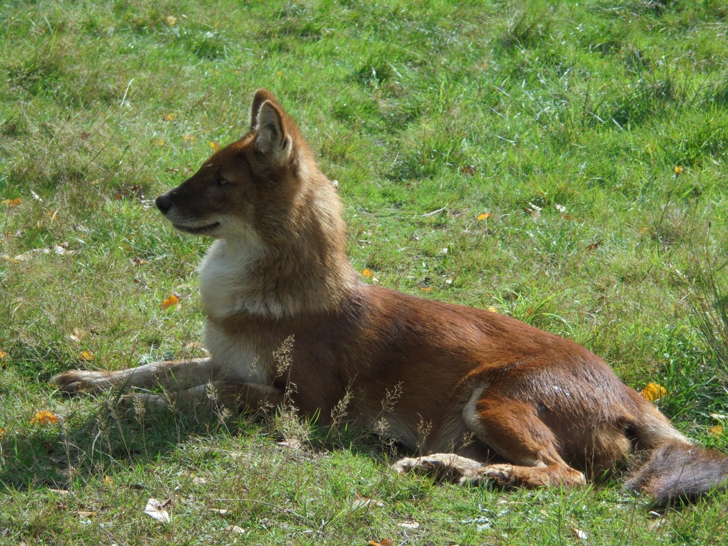 Dhole
