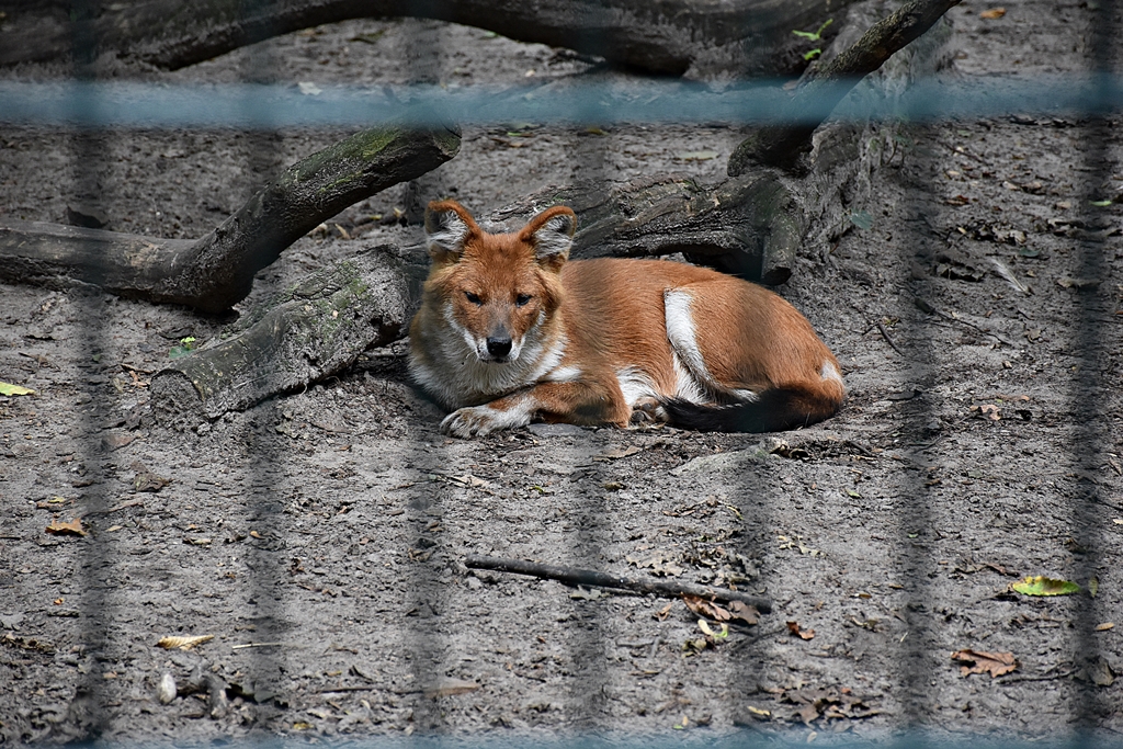 Dhole