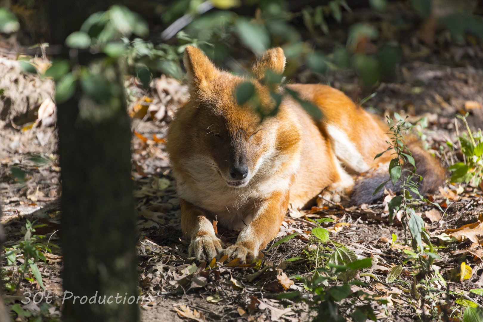 Dhole