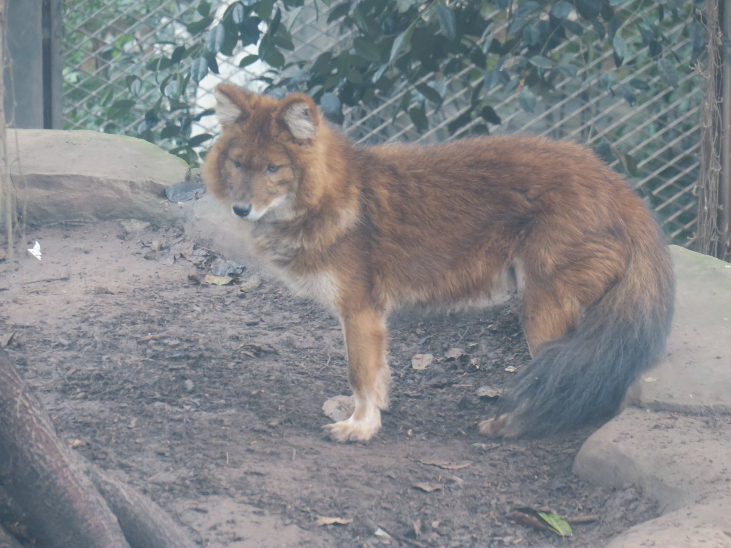 dhole