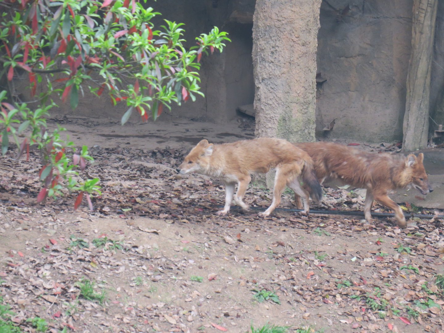 dhole