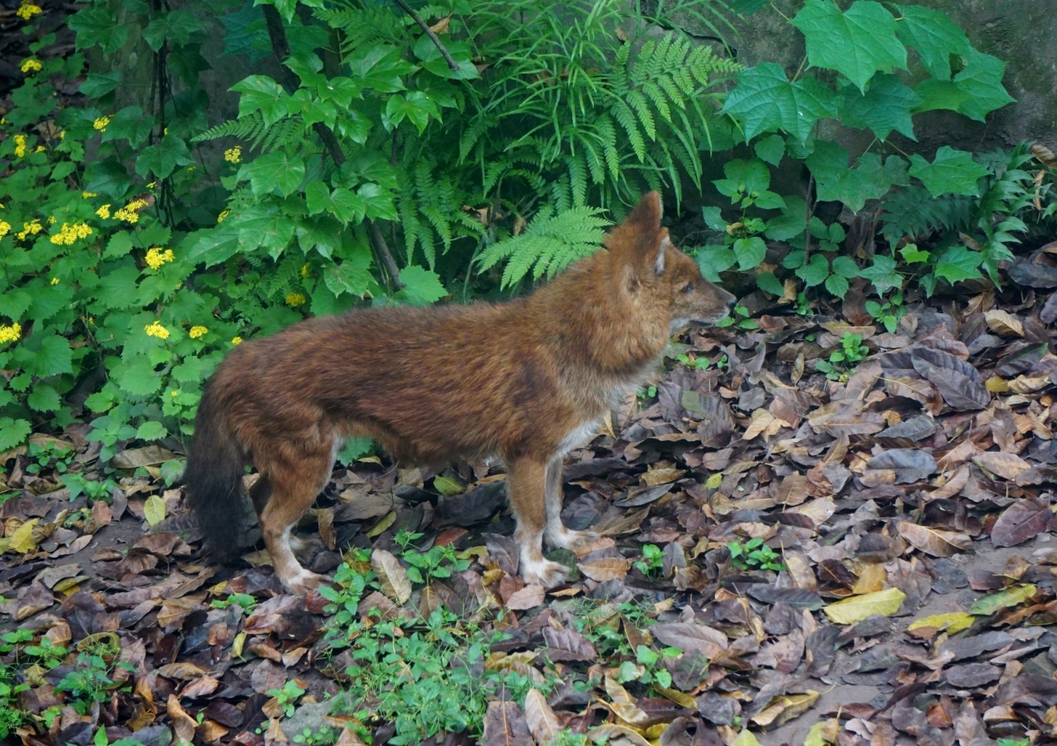 Dhole