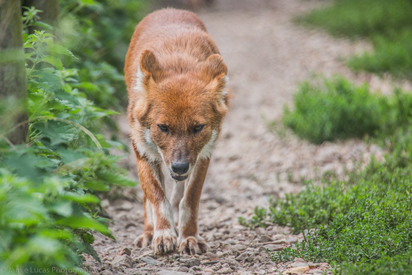 Dhole