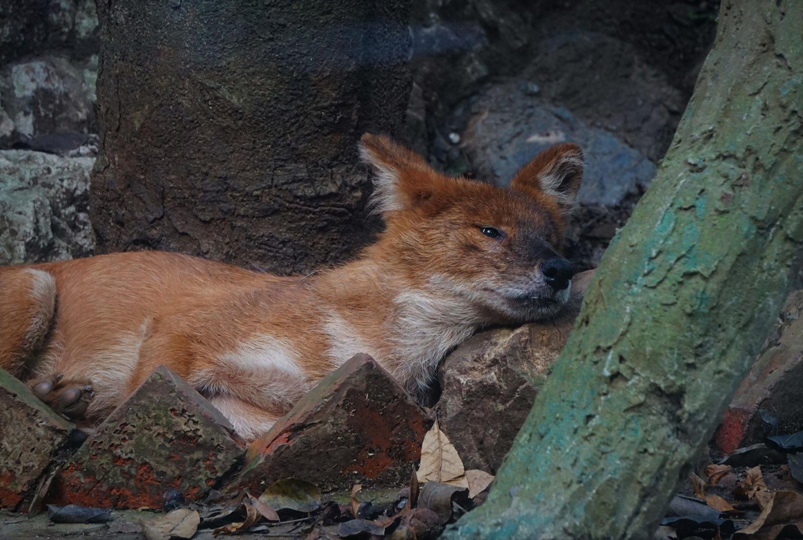 Dhole