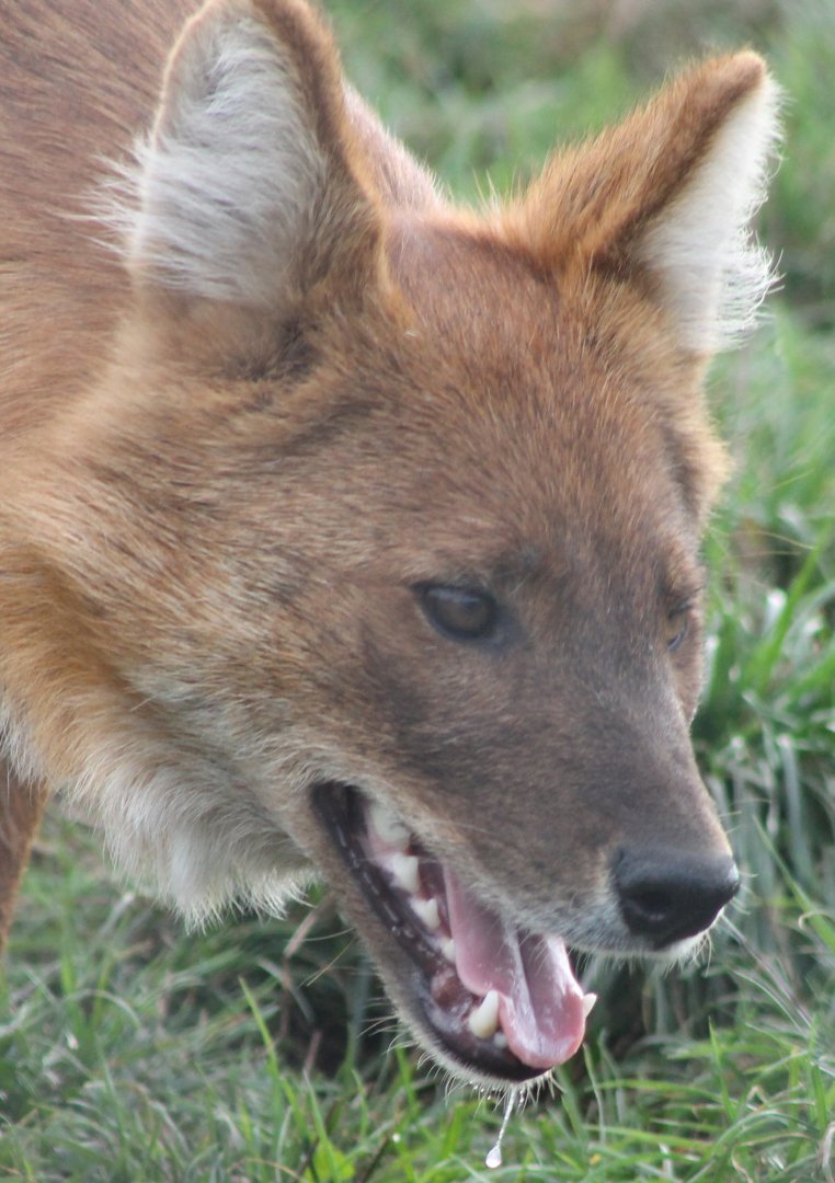 Dhole