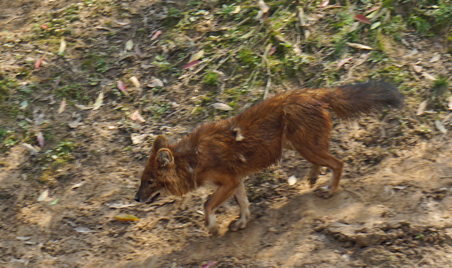 Dhole